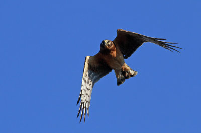 Northern Harrier