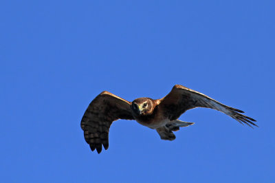 Northern Harrier