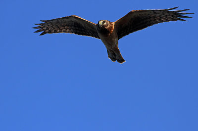 Northern Harrier