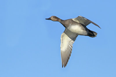 Gadwall