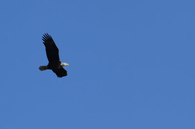 Bald Eagle (adult)