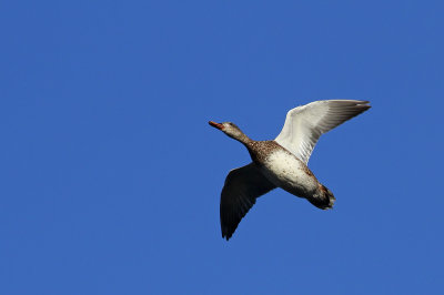 Gadwall
