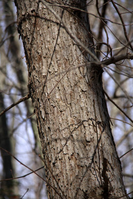 Quercus michauxii- Basket Oak (Swamp Chestnut Oak)