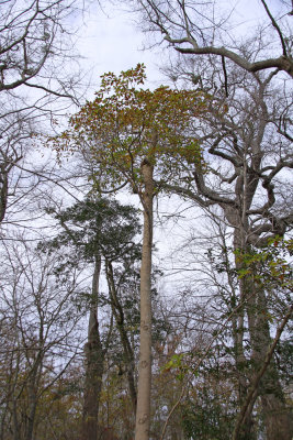 Very old Magnolia virginiana- Sweetbay Magnolia