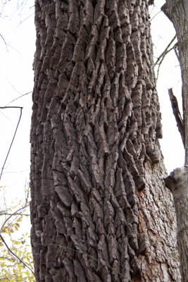 Old-growth Nyssa sylvatica (Black Gum)