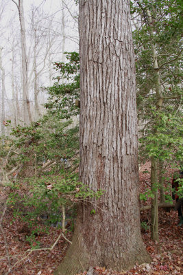 Old-growth Liquidambar styraciflua- Sweetgum