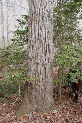 Old-growth Liquidambar styraciflua- Sweetgum