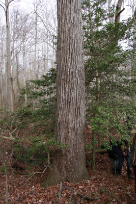 Old-growth Liquidambar styraciflua- Sweetgum