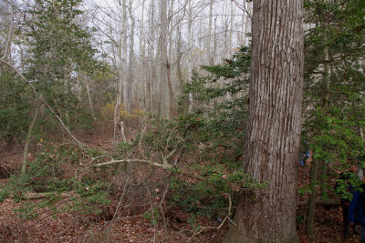 Old-growth forest with Liquidambar styraciflua- Sweetgum