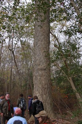 Old-growth Liquidambar styraciflua- Sweetgum