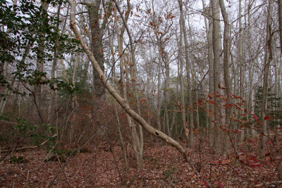 Layers of old-growth forest