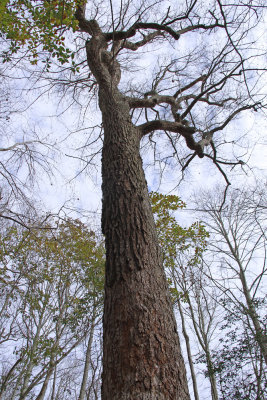 Old-growth Nyssa sylvatica (Black Gum)