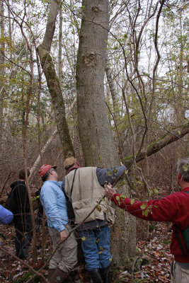 Old-growth Magnolia virginiana (Sweetbay Magnolia)