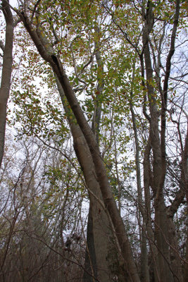 Old-growth Magnolia virginiana (Sweetbay Magnolia)