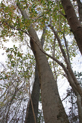 Old-growth Magnolia virginiana (Sweetbay Magnolia)
