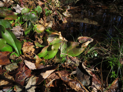 Sarracenia purpurea- Pitcher Plant