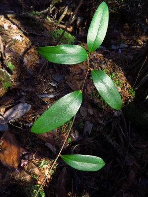 Smilax laurifolia- Laurel-leaved Greenbriar