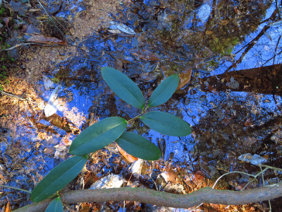 Smilax laurifolia- Laurel-leaved Greenbriar