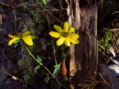 Bidens sp.