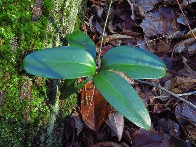 Smilax laurifolia- Laurel-leaved Greenbriar