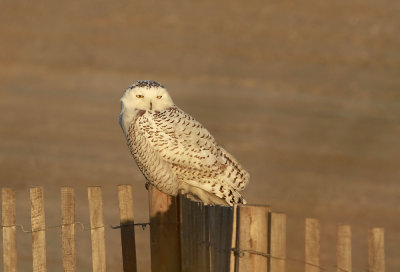 Snowy Owl