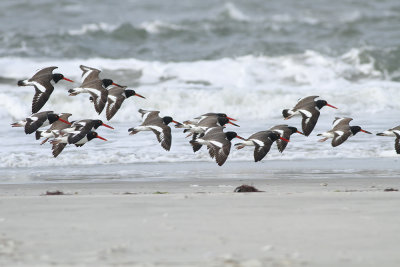 American Oystercatchers