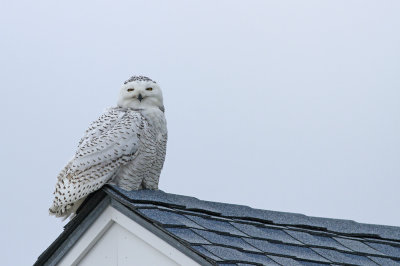 Snowy Owl