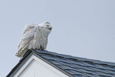 Snowy Owl