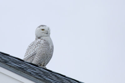 Snowy Owl