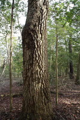 Mature Black Gum tree (Nyssa sylvatica)