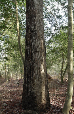 Mature Sweet Gum tree (Liquidambar styraciflua)