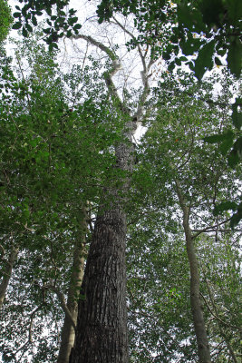 Mature Sweet Gum tree (Liquidambar styraciflua)