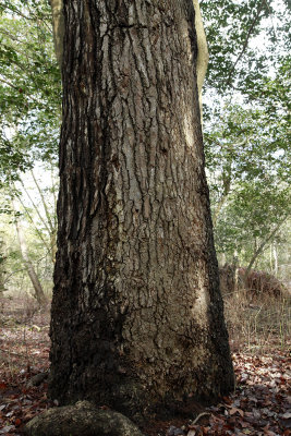 Mature Sweetgum tree