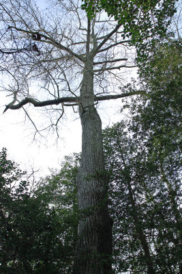 Mature Sweet Gum tree (Liquidambar styraciflua)
