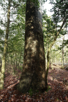 Mature Sweet Gum tree (Liquidambar styraciflua)