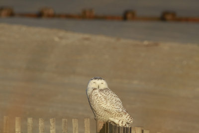 Snowy Owl