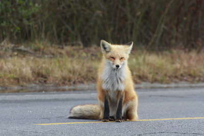 Red Fox 