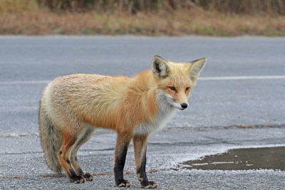 Red Fox 