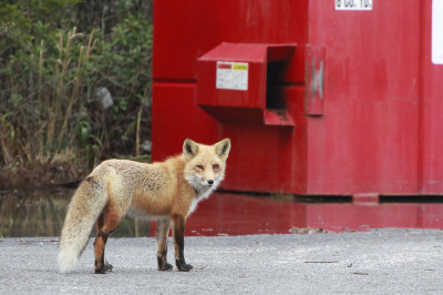 Another Red Fox 