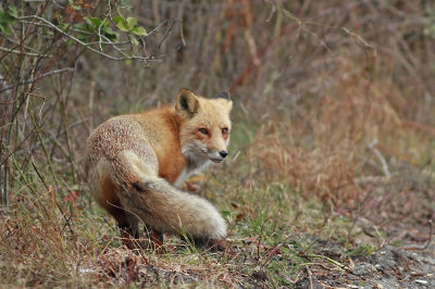 Another Red Fox 