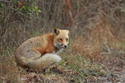 Another Red Fox 