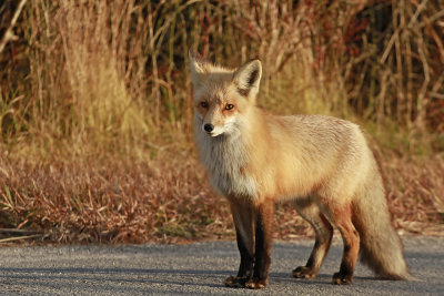 Red Fox