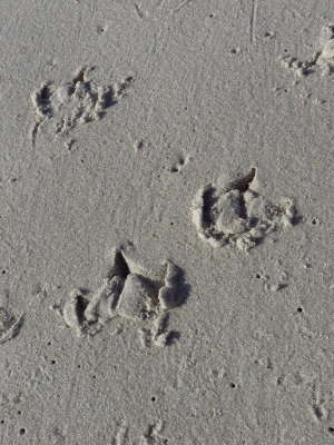 Snowy Owl tracks?