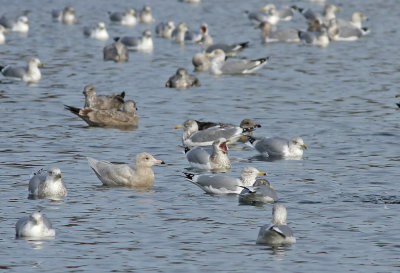 Glaucous Gull (1st cycle)