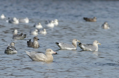 Glaucous Gull (1st cycle)