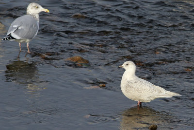 Iceland Gull (1st cycle)