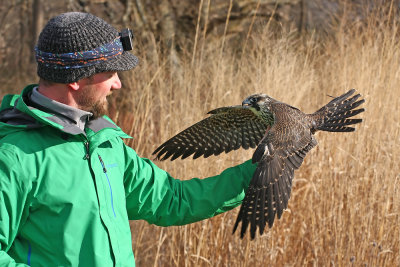 Peregrine Falcon Release