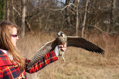 Peregrine Falcon release!