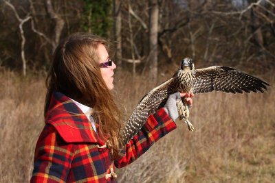 Peregrine Falcon release!
