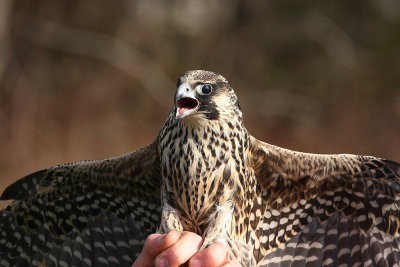 Peregrine Falcon release!